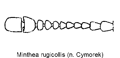 minthea_rugicollis_f.gif