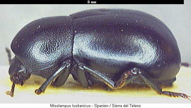 misolampus_lusitanicus_lat.jpg