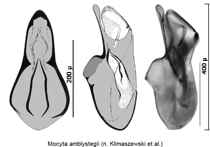 mocyta_amblystegii.jpg