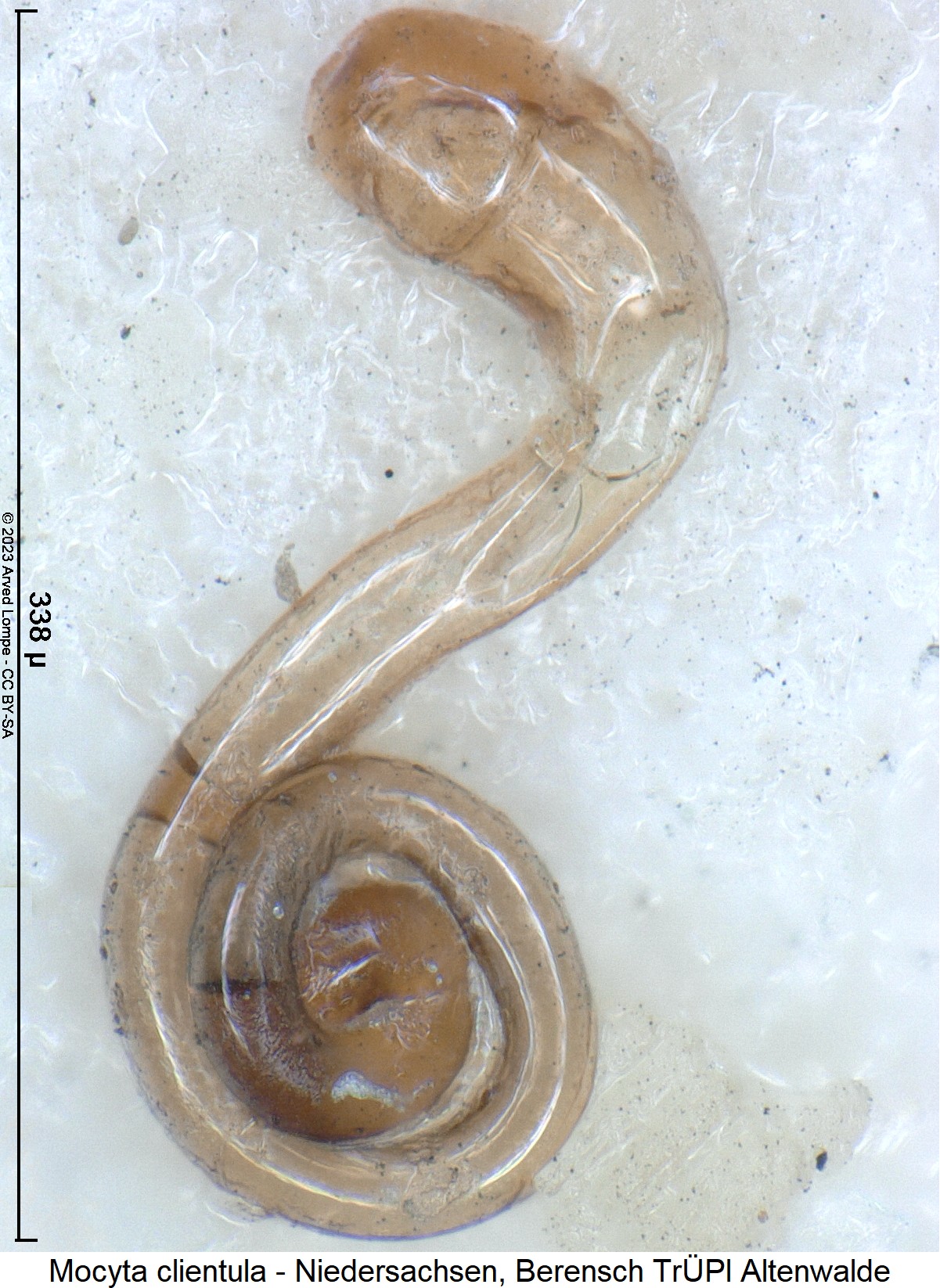 mocyta_clientula_sperm.jpg