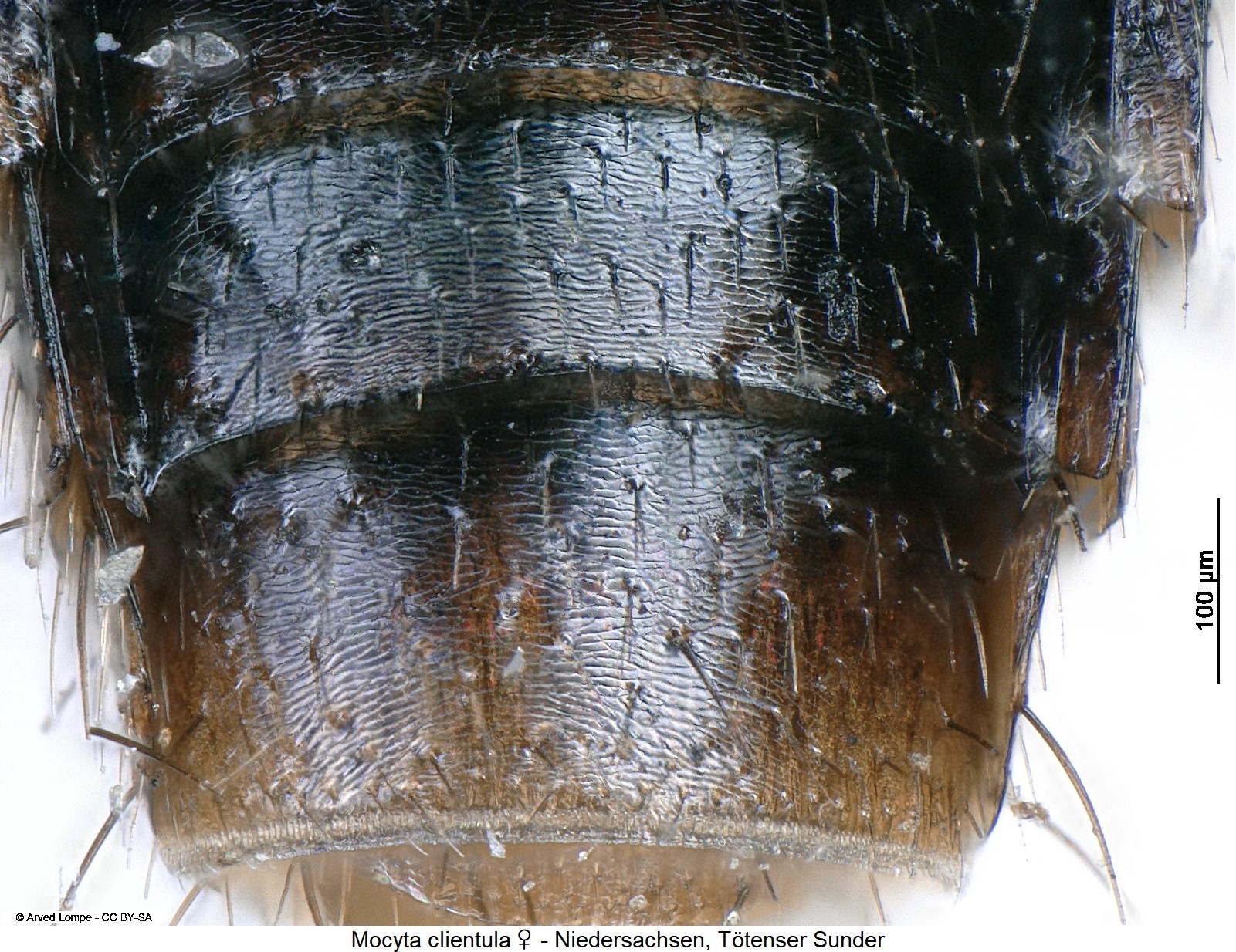 mocyta_clientula_w_ck29895579_ms.jpg