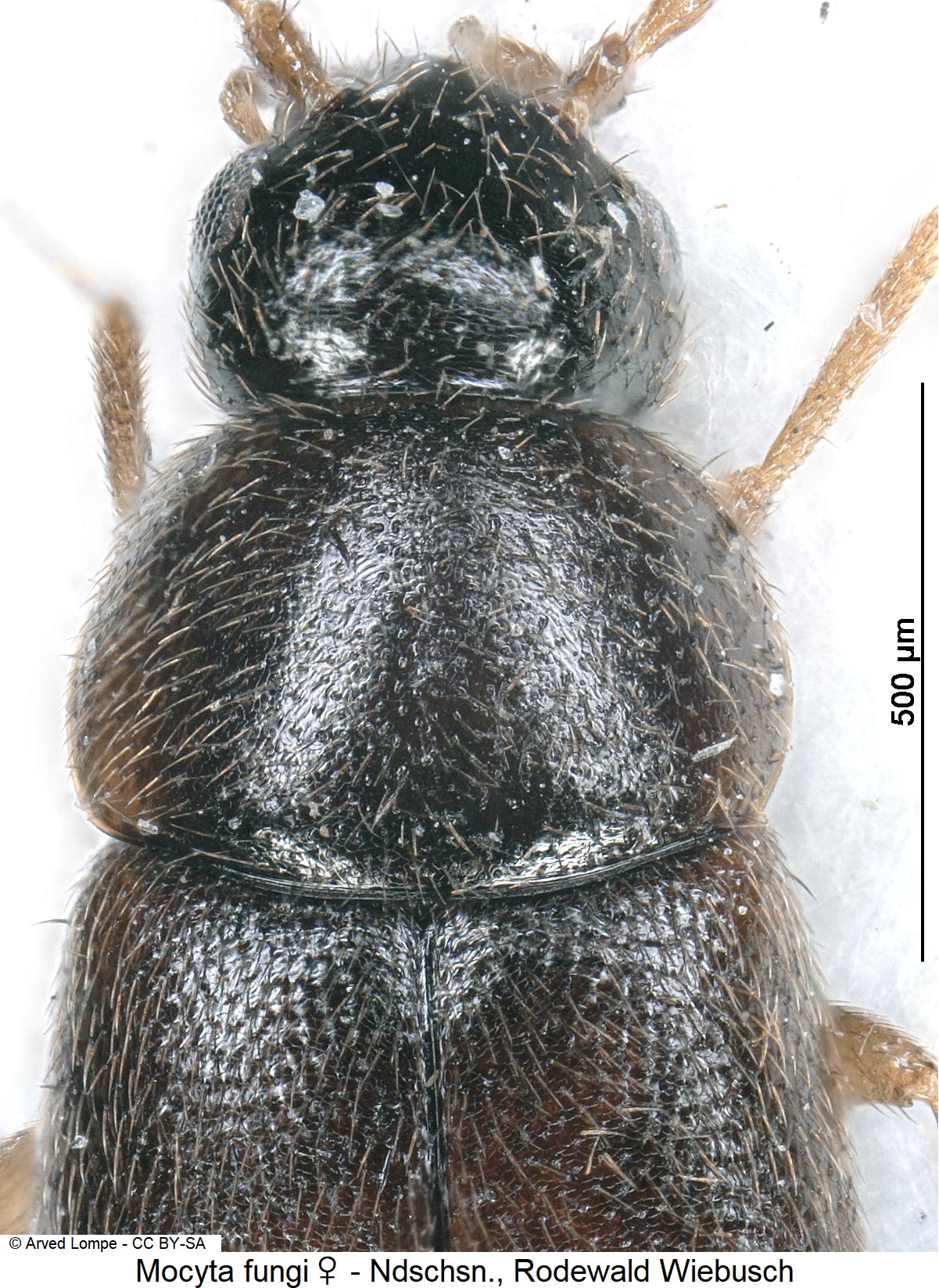 mocyta_fungi_w_ck29919303_vk.jpg