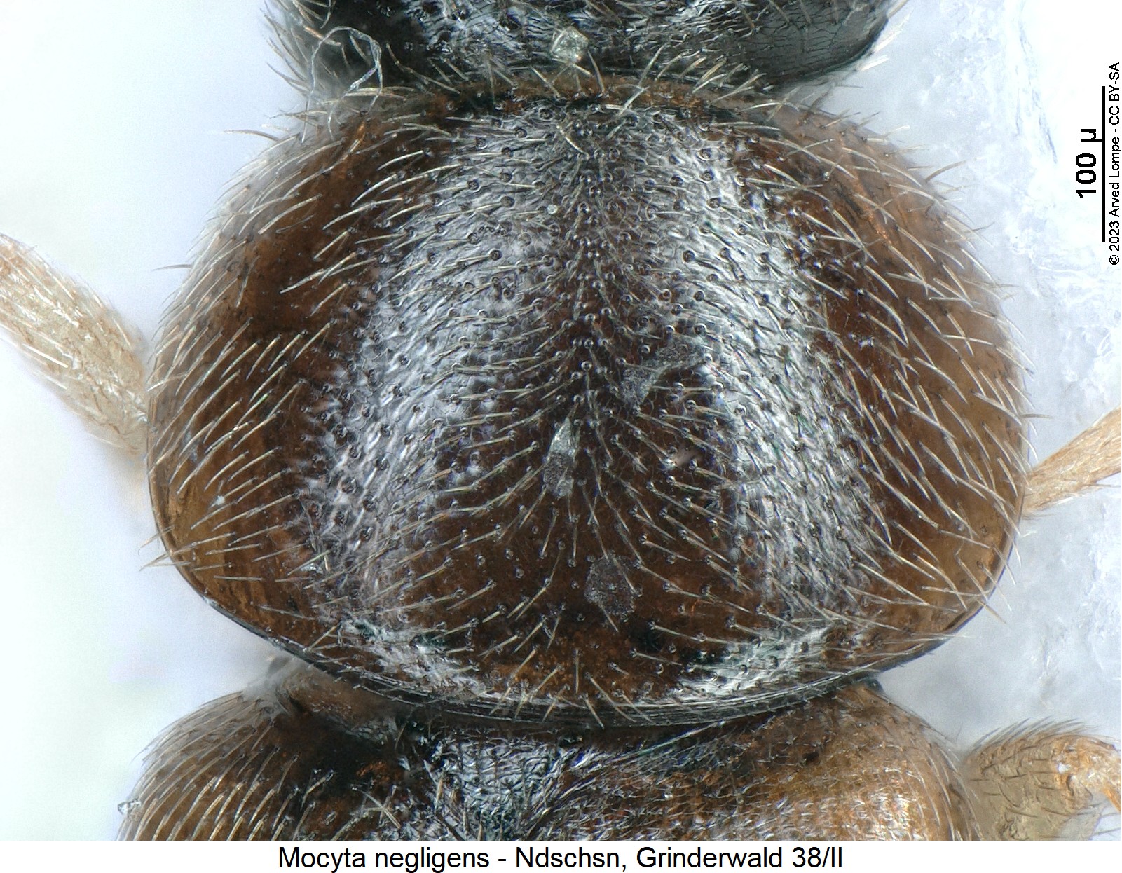 mocyta_negligens_hsch.jpg