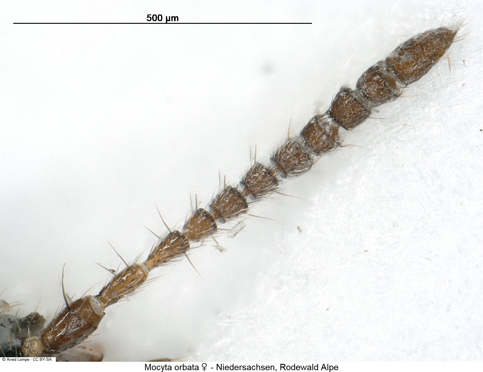mocyta_orbata_w_ck29873820_f.jpg