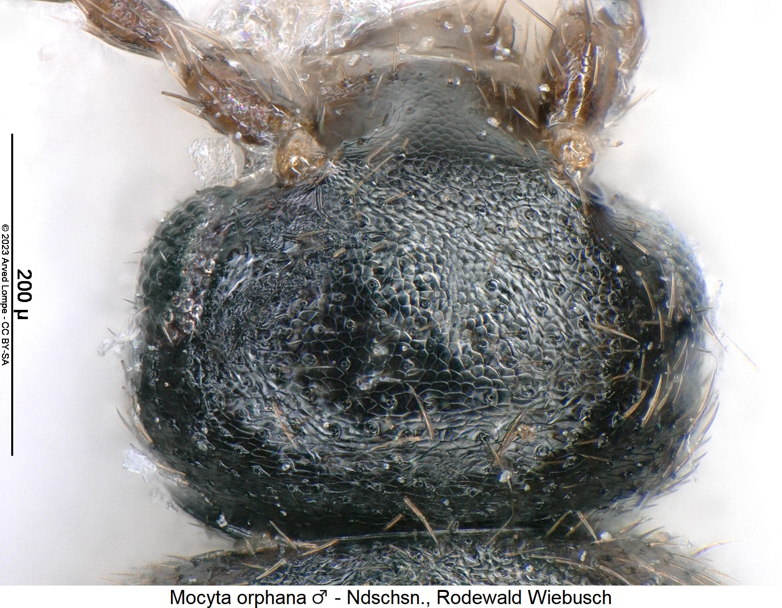 mocyta_orphana_m_k.jpg