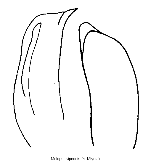 molops_ovipennis.gif