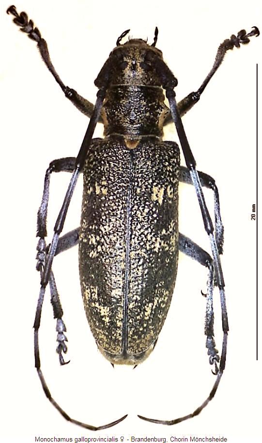monochamus_galloprovincialis_w_hab.jpg