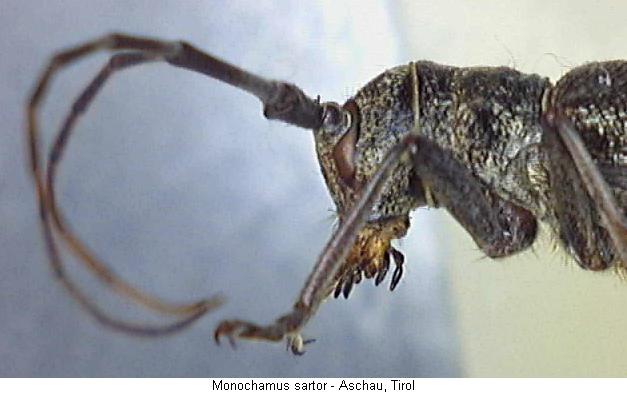 monochamus_sartor_vk.jpg