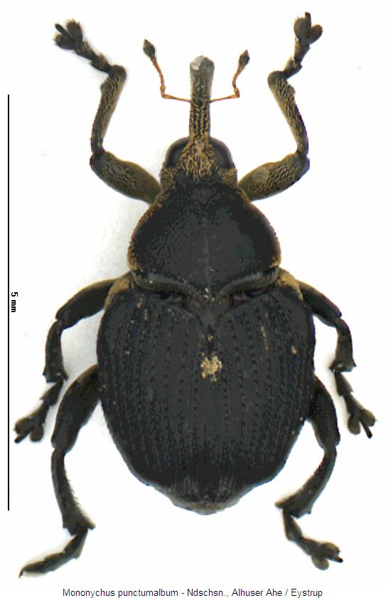 mononychus_punctumalbum_hab.jpg