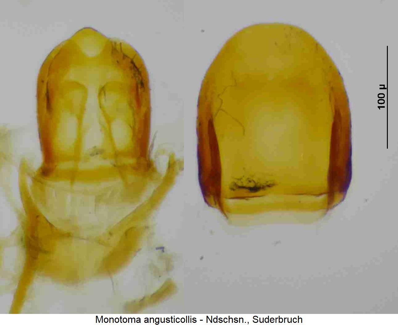 monotoma_angusticollis.jpg