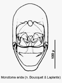 monotoma_arida.gif