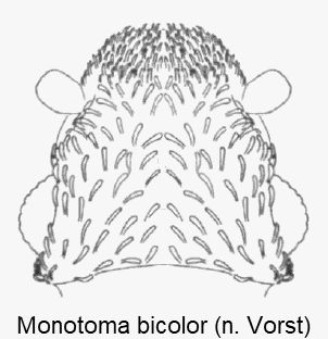 monotoma_bicolor_k.gif