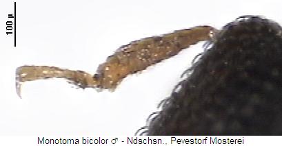 monotoma_bicolor_mschn.jpg