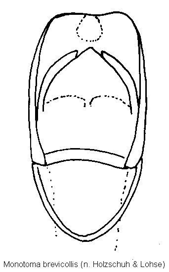 monotoma_brevicollis.gif
