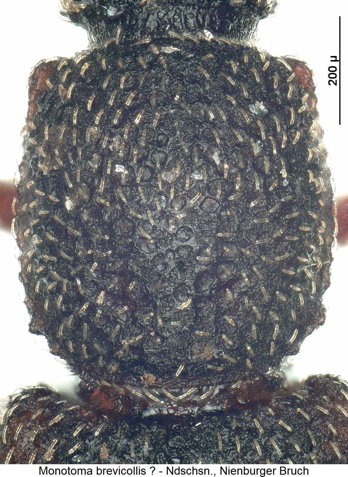 monotoma_brevicollis_hsch.jpg