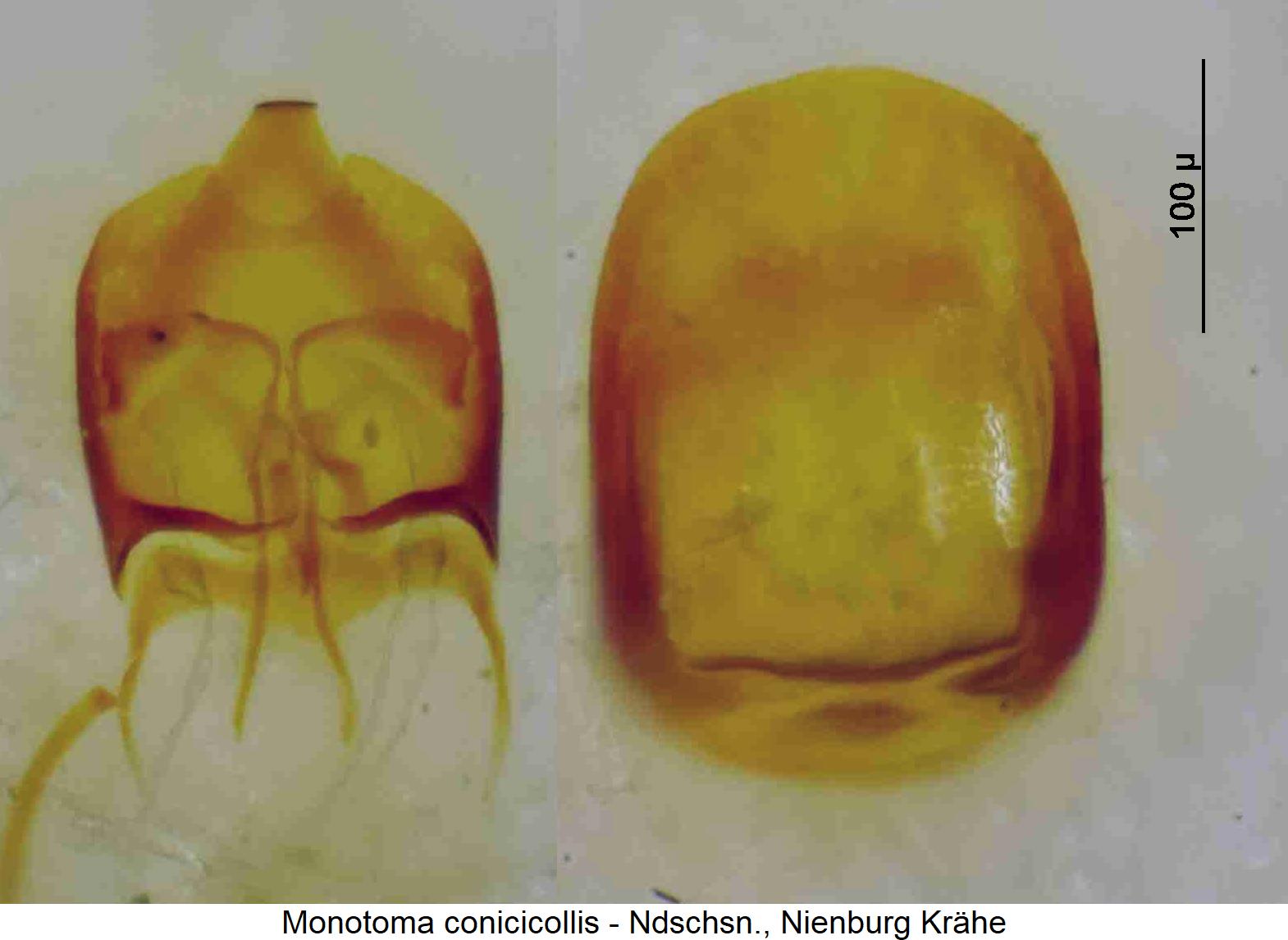 monotoma_conicicollis_pen.jpg