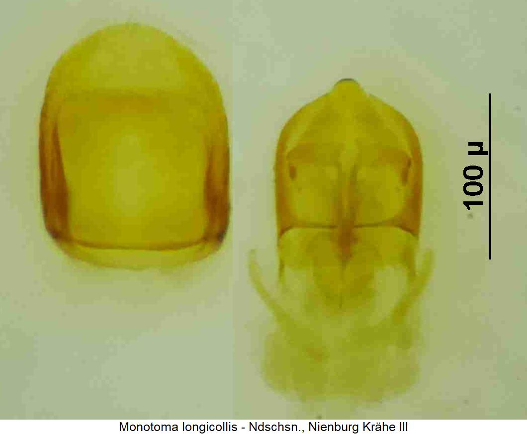 monotoma_longicollis.jpg