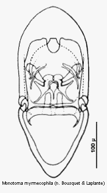 monotoma_myrmecophila.gif