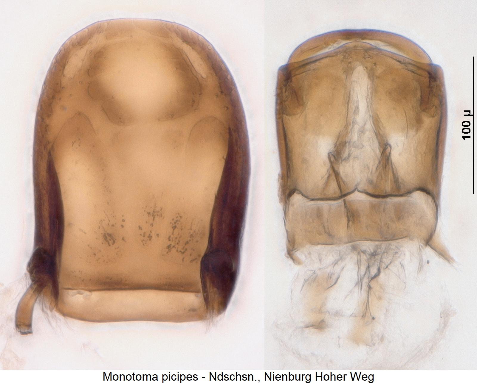 monotoma_picipes2.jpg