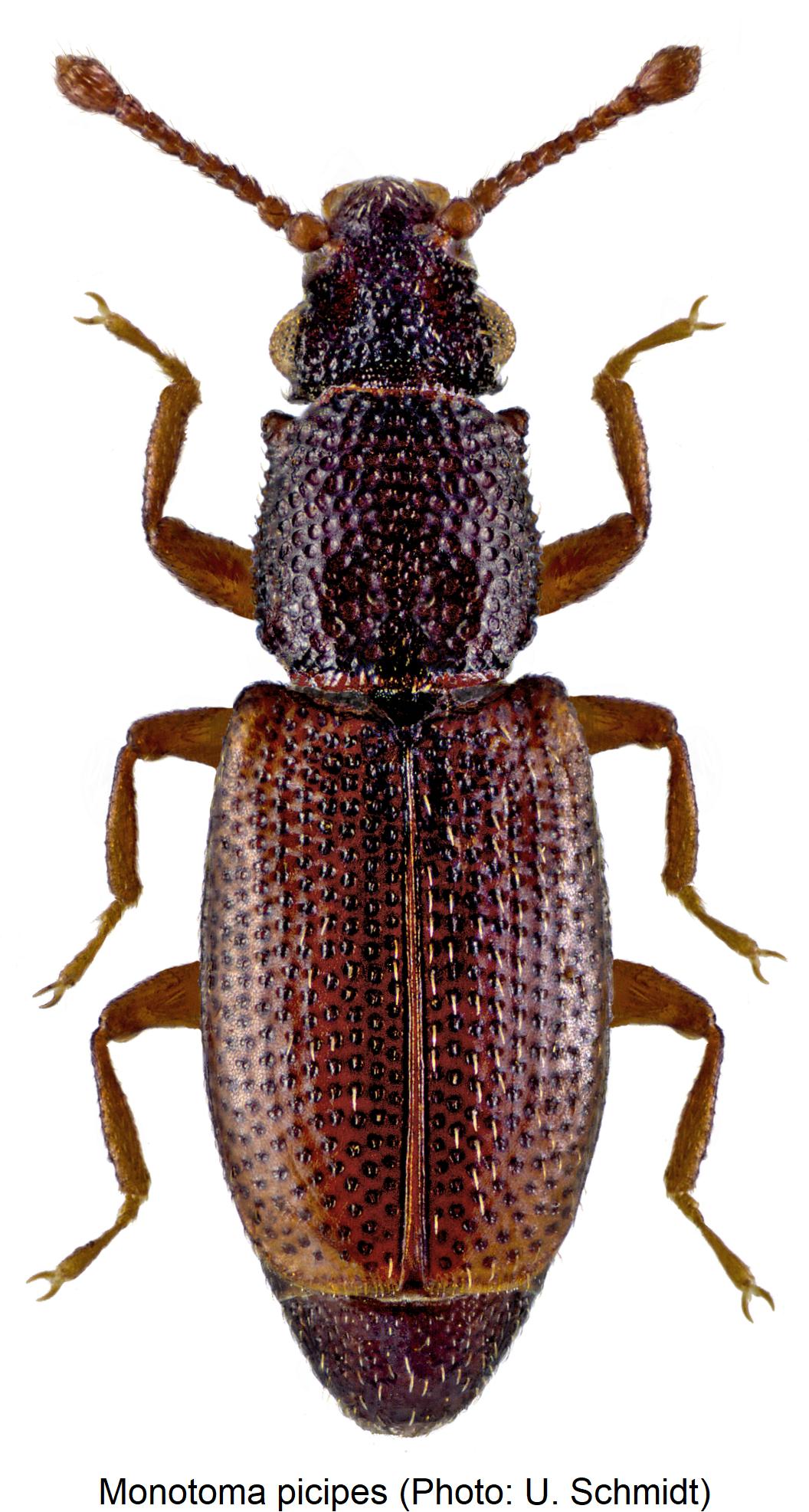 monotoma_picipes_hab1.jpg