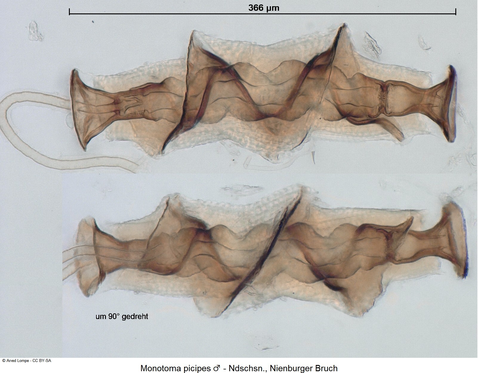 monotoma_picipes_m_ck35742065_organ.jpg