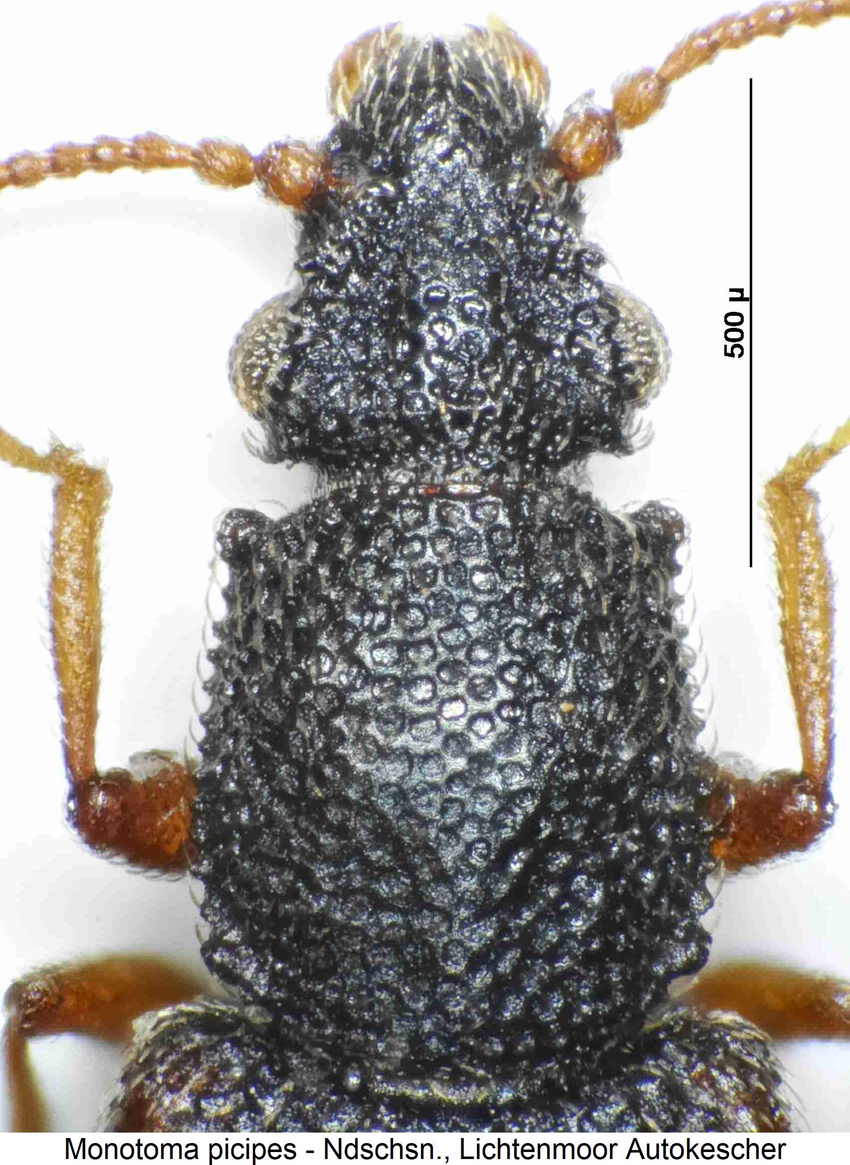 monotoma_picipes_vk.jpg