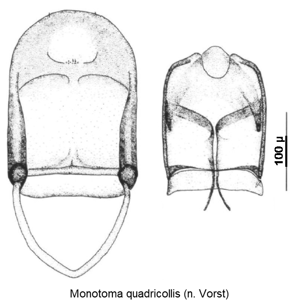 monotoma_quadricollis.gif