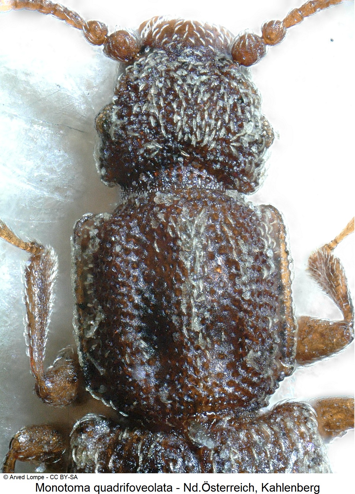 monotoma_quadrifoveolata_ck8149_vk.jpg