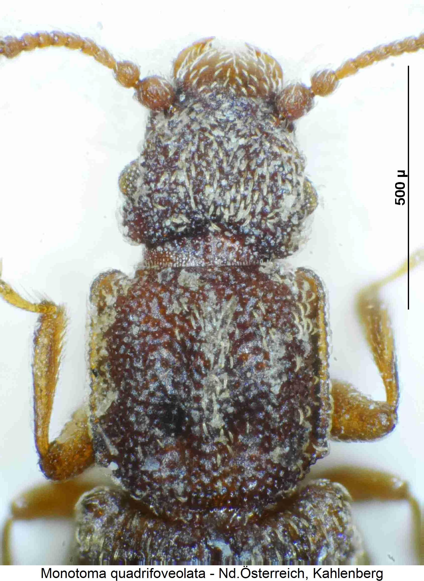 monotoma_quadrifoveolata_vk1.jpg
