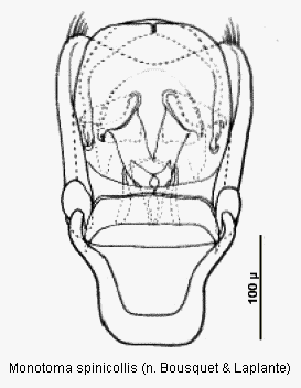 monotoma_spinicollis.gif