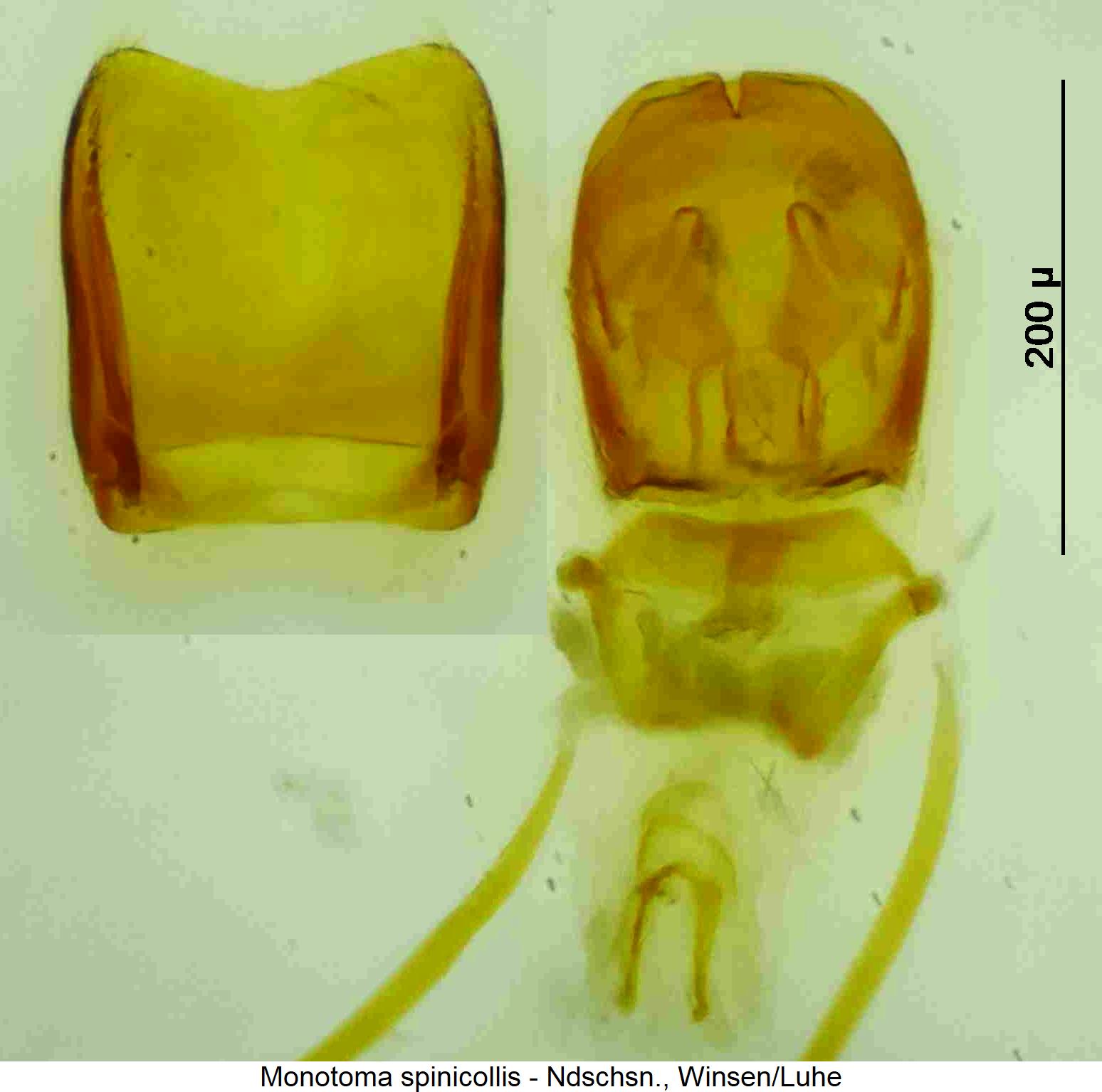 monotoma_spinicollis.jpg