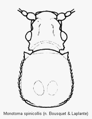 monotoma_spinicollis_vk.gif