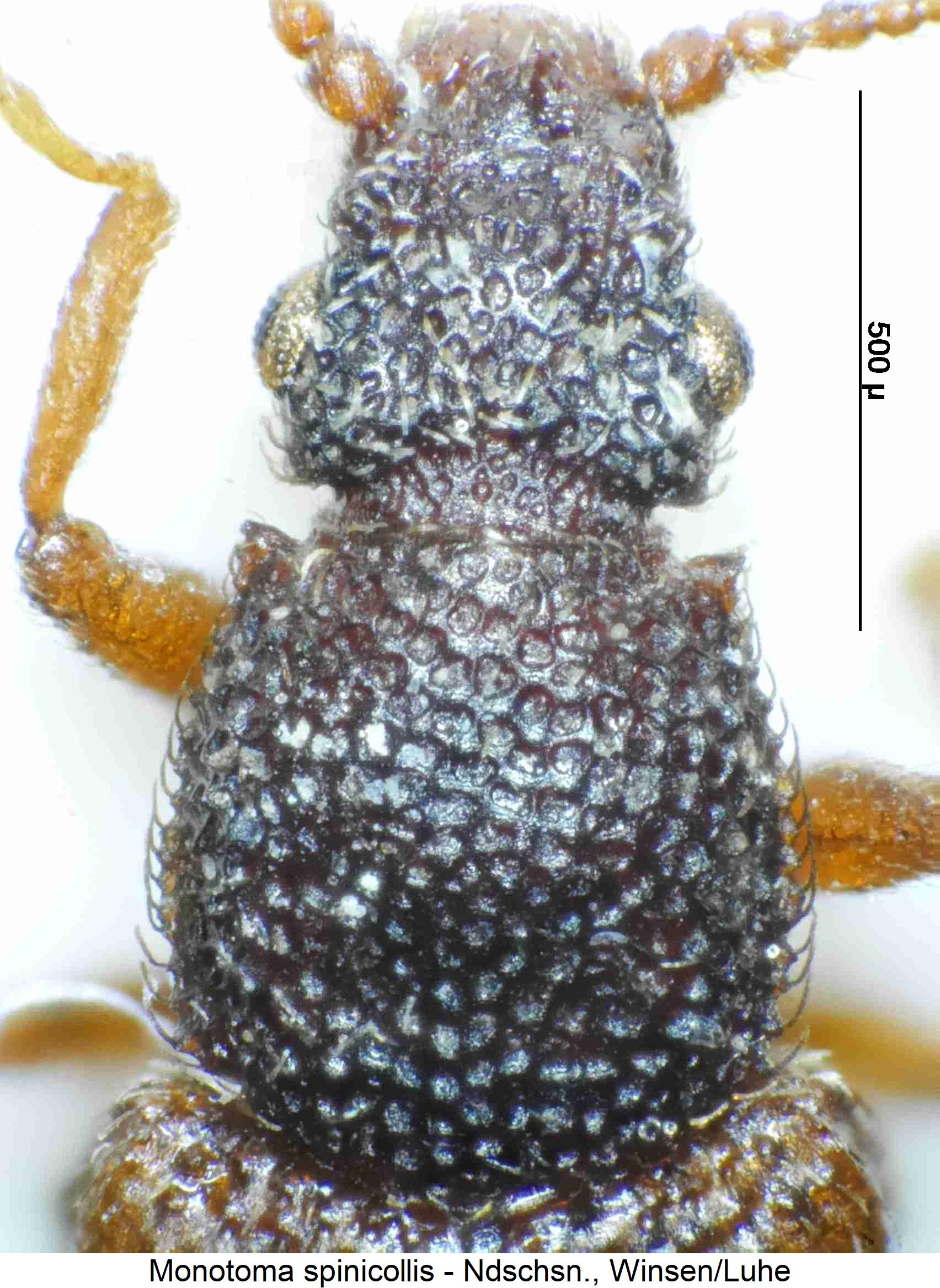 monotoma_spinicollis_vk.jpg