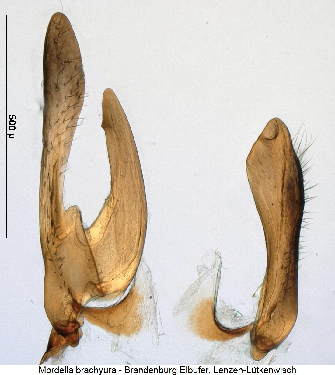 mordella_brachyura_pm.jpg