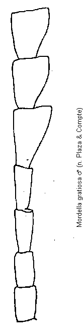 mordella_gratiosa_f.gif