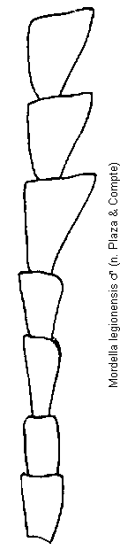 mordella_legionensis_f.gif