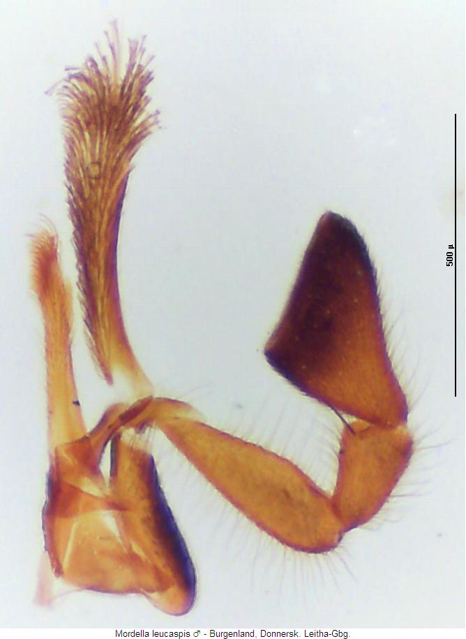 mordella_leucaspis_kfts.jpg