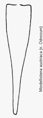 mordellistena_austriaca_pyg.gif