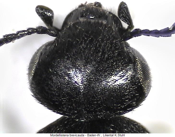 mordellistena_brevicauda_k.jpg