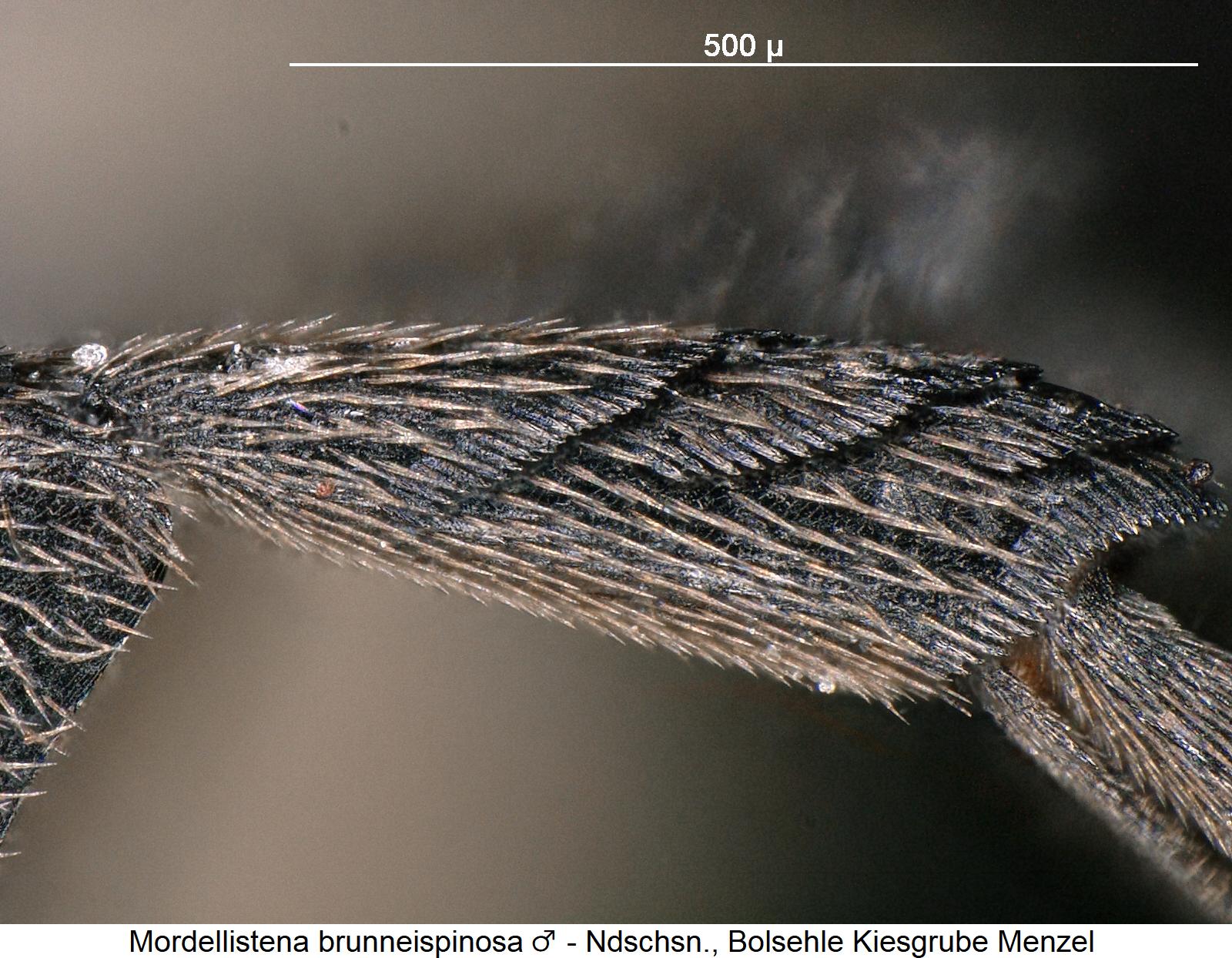 mordellistena_brunneispinosa_hschn.jpg
