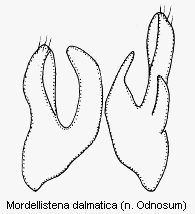 mordellistena_dalmatica.gif
