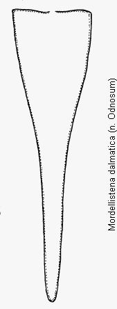 mordellistena_dalmatica_pyg.gif
