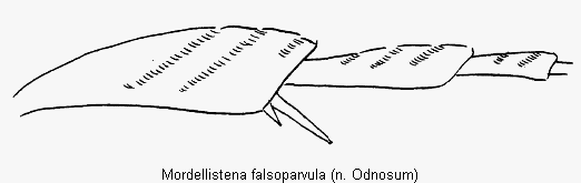mordellistena_falsoparvula_hb.gif