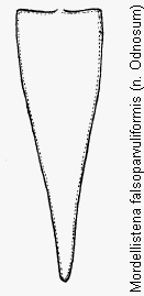 mordellistena_falsoparvuliformis_pyg.gif