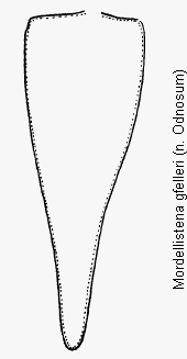 mordellistena_gfelleri_pyg.gif