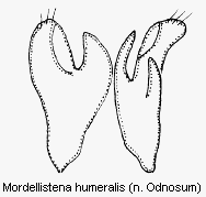 mordellistena_humeralis.gif