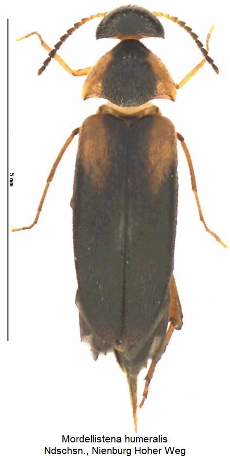 mordellistena_humeralis_hab.jpg