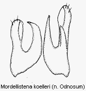 mordellistena_koelleri2.gif