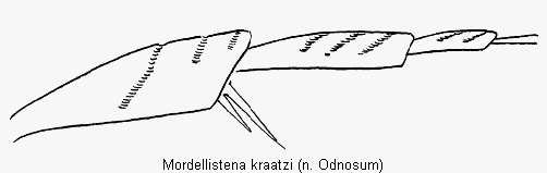 mordellistena_kraatzi_hb.gif