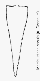 mordellistena_nanula_pyg.gif